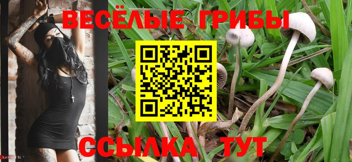 Псилоцибиновые грибы Psilocybe Удомля